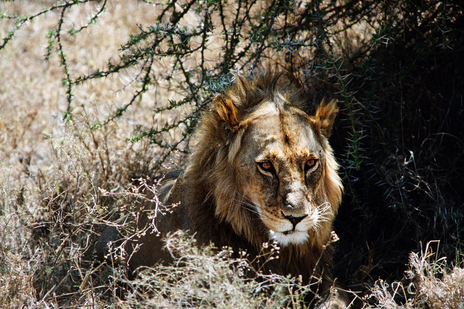 Serengeti National Park, Tansania 1993 | Canon AE-1 auf Kodachrome 64